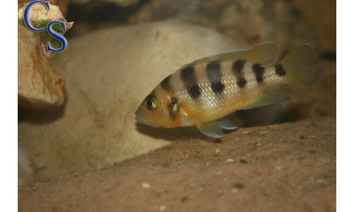 Neolamprologus sexfasciatus Gold